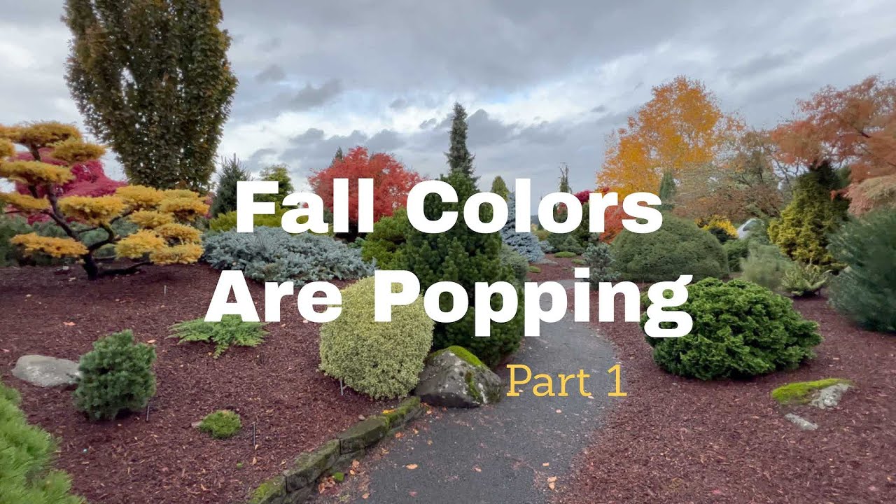 Japanese Maple Garden Tour | Fall Tree Colors | Jean Iseli Memorial Gardens | Specimen Conifers