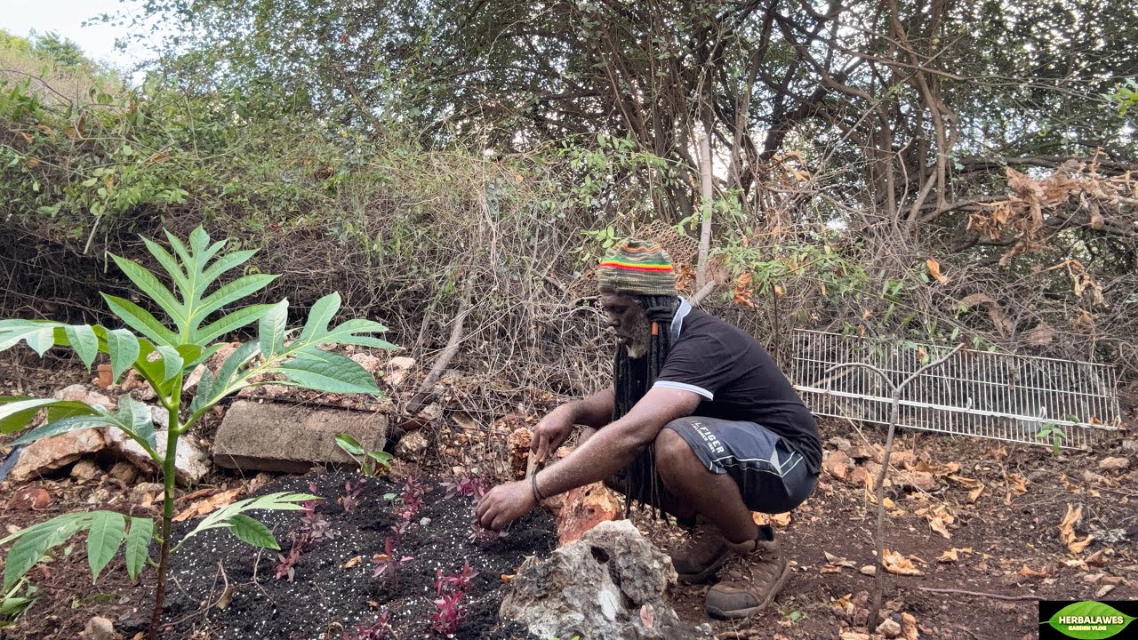 Creating garden beds from large stones ,pruning trees