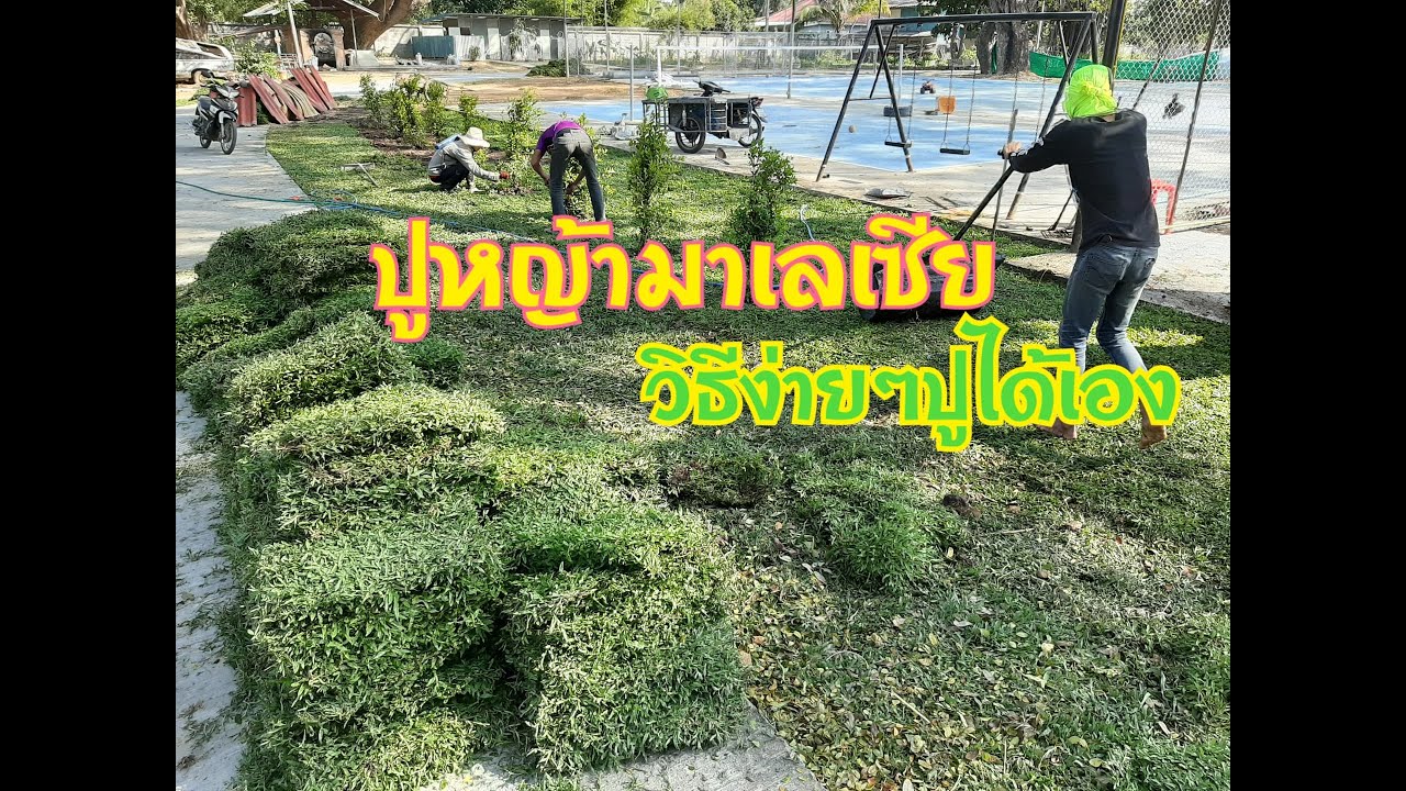 วิธีง่ายๆปูหญ้ามาเลเซีย ปลูกได้ด้วยตัวเรา จัดสวนสวยด้วยหญ้ามาเลเซียไม่เน้นต้นไม้เขียวสวยสบายตา