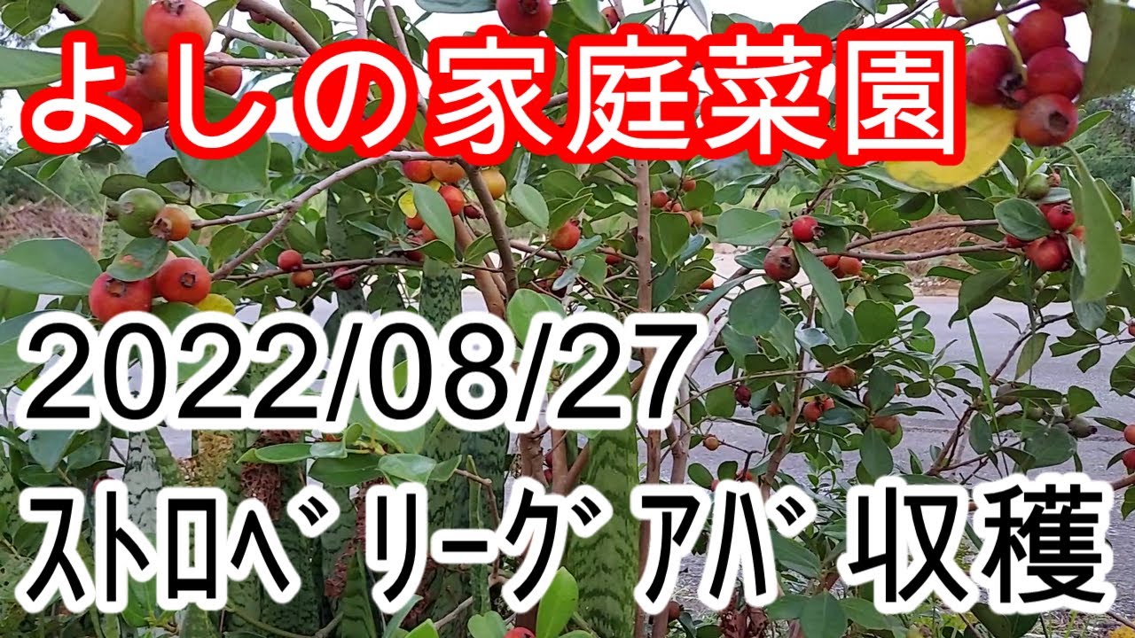 20220827　ストロベリーグアバ収穫