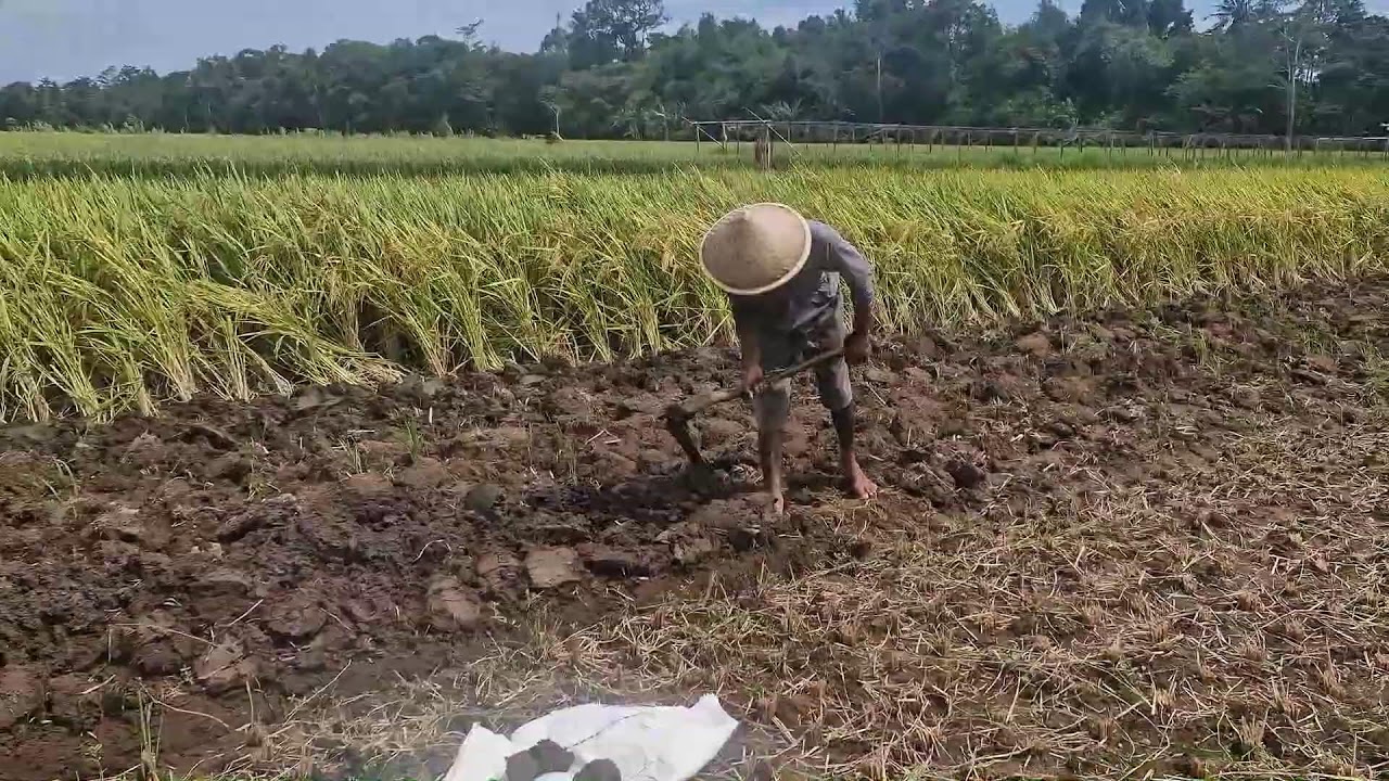 GENIUS FARMER’S SIMPLE HOE TRICK TO CREATE RICE FIELD IRRIGATION CHANNELS! - Agriculture Farming