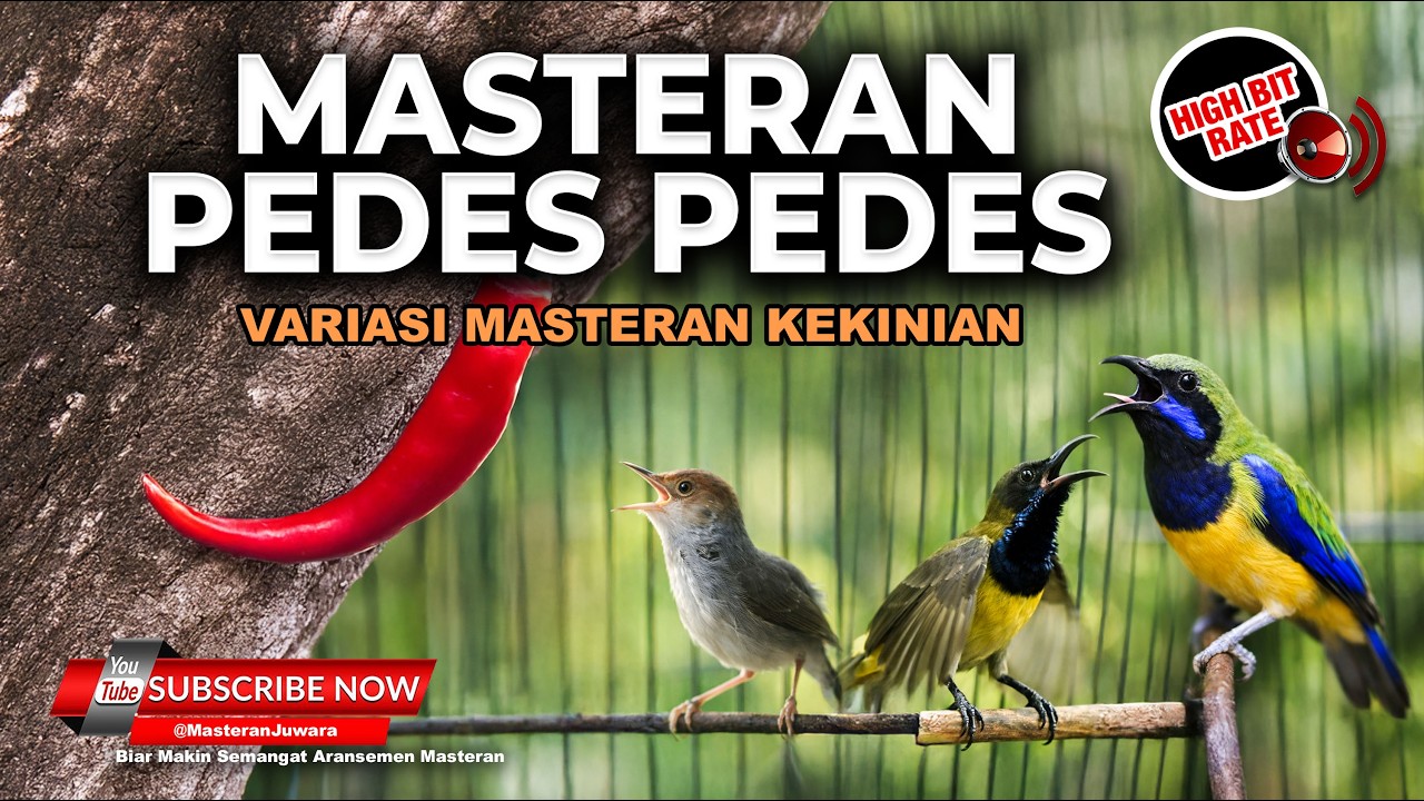 🔴Live Masteran Tembakan Pedas Sogon Gacor Manggar Betina vs Cucak Cungkok Gacor Kunti vs Prenjak Tir