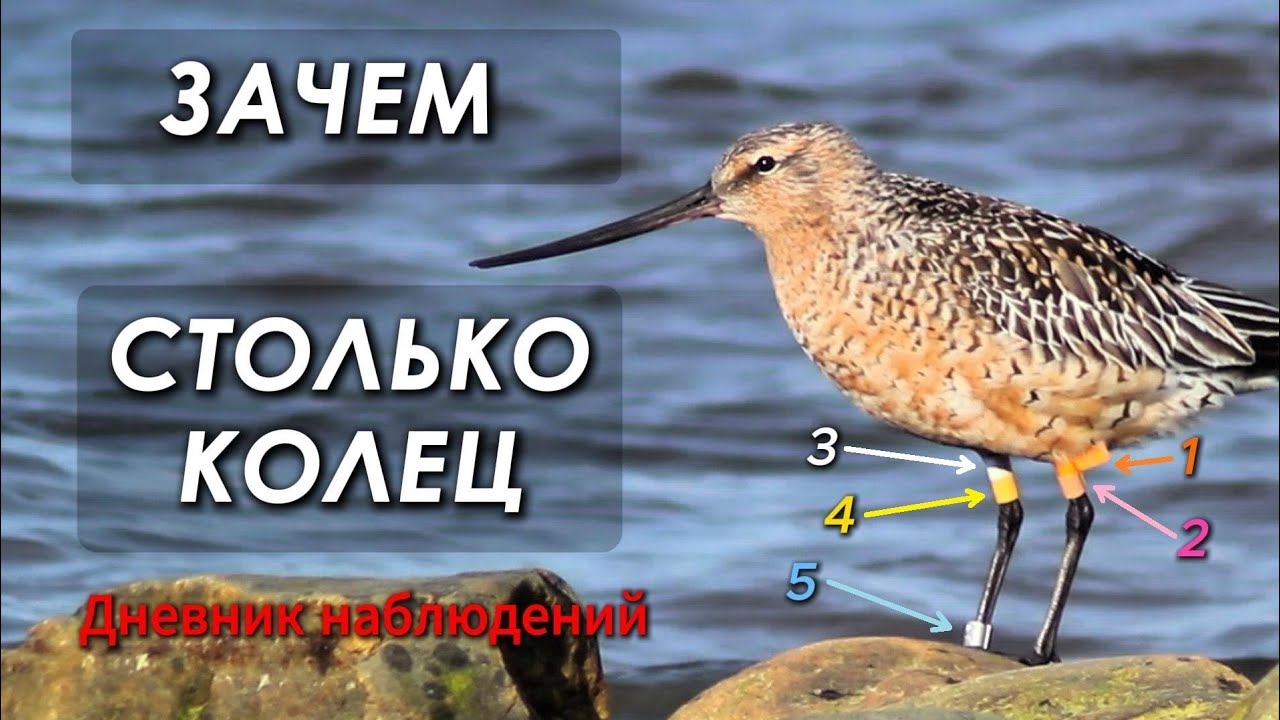 Весенний пролёт куликов на Кольском заливе