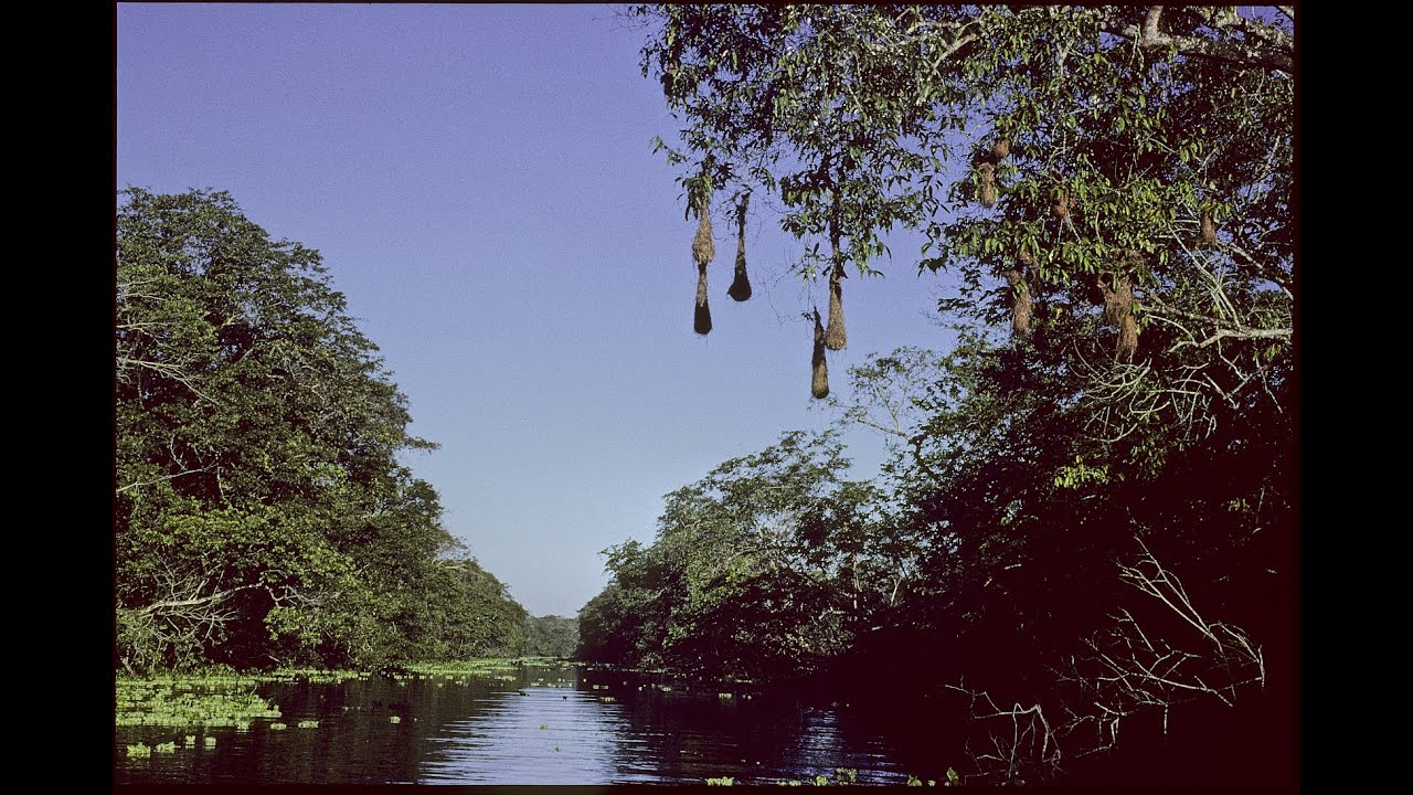 Expediciones al Delta del Orinoco