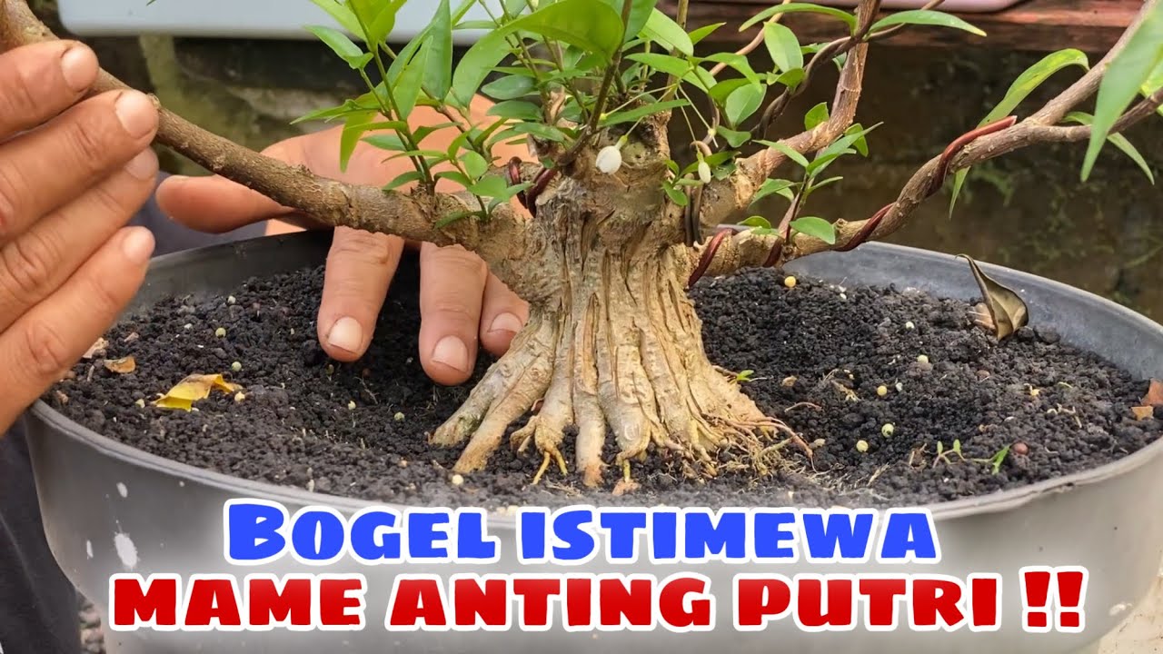 BONSAI MAME ANTING PUTRI ‼️ seleksi dan pengarahan 🌲