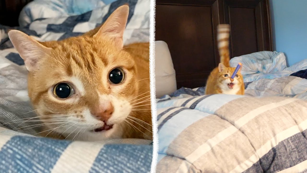 LIFE WITH CATS - Laundry Day is Fun!