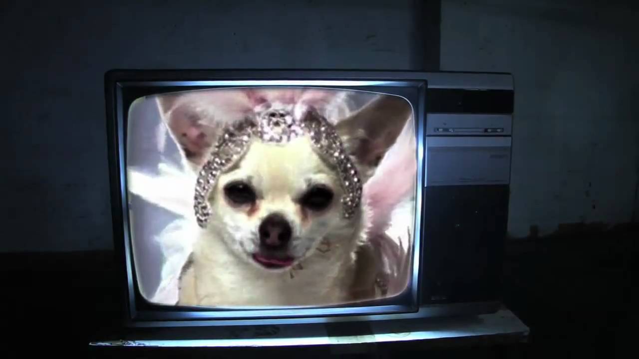 MARRACASH - CANI PAZZI OFFICIAL VIDEO