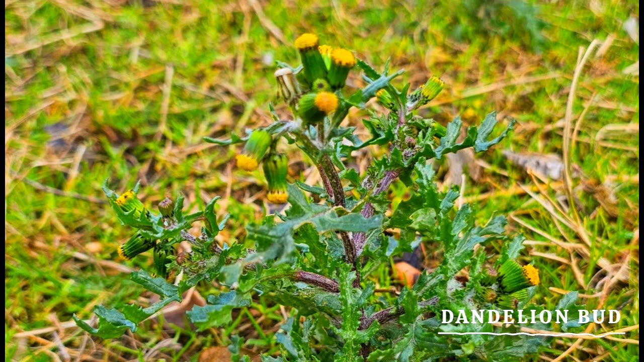 Natalia - Dandelion Bud