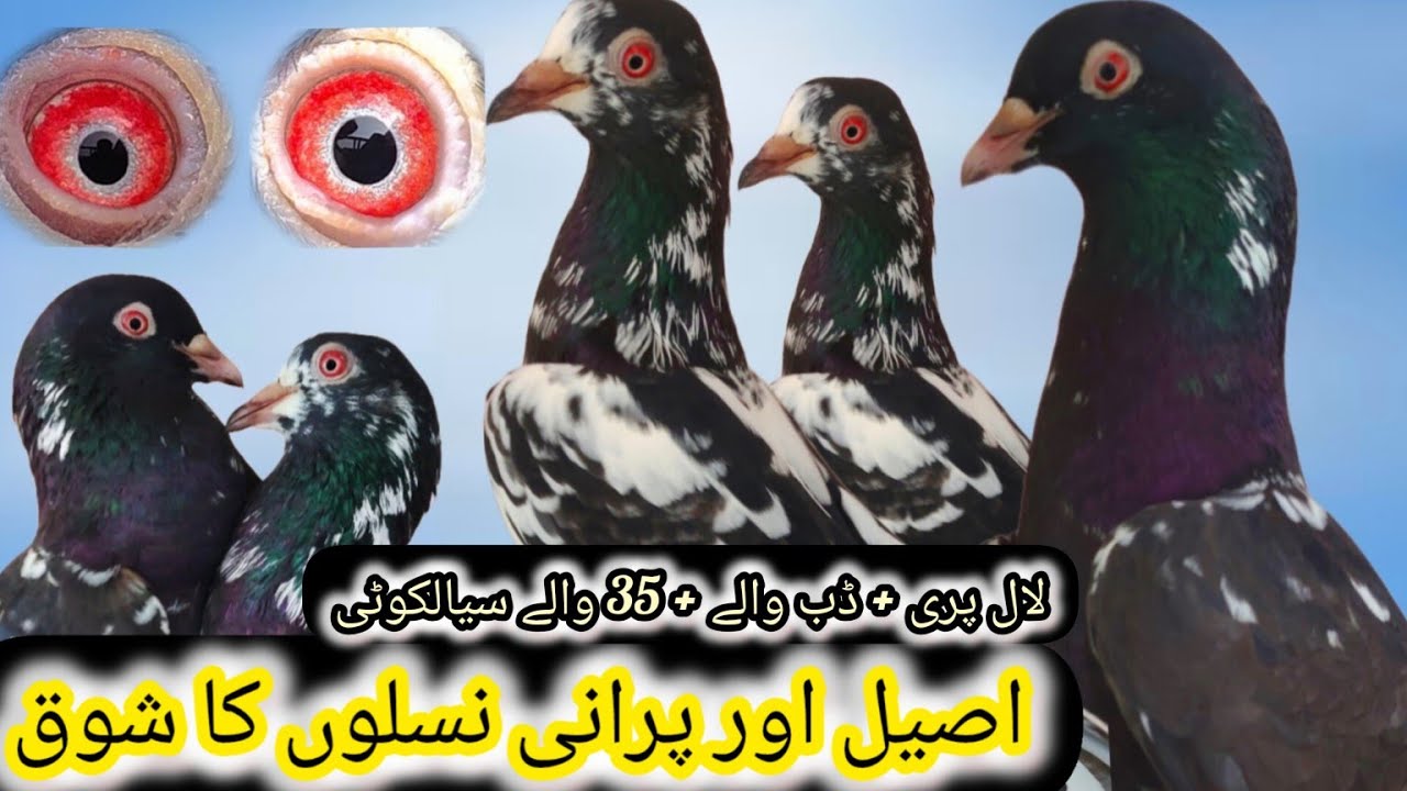 kasuri dub walay kabooter + lal pari kabooter + sialkoti 35 walay breeder kabooter setup