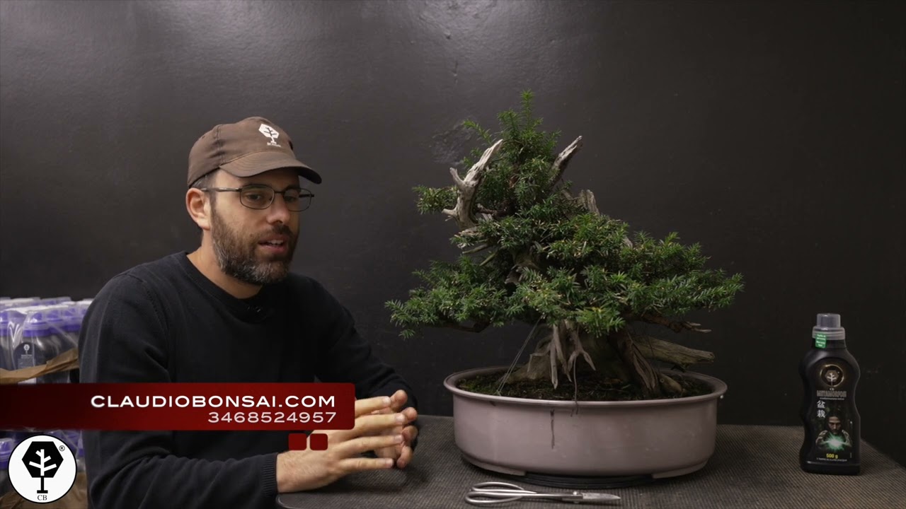 COME NATURALIZZARE E PRESERVARE IL LEGNO SECCO DEL BONSAI