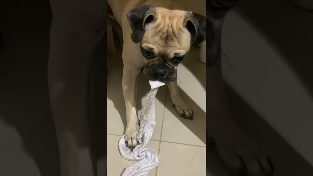 VOU APANHAR 
