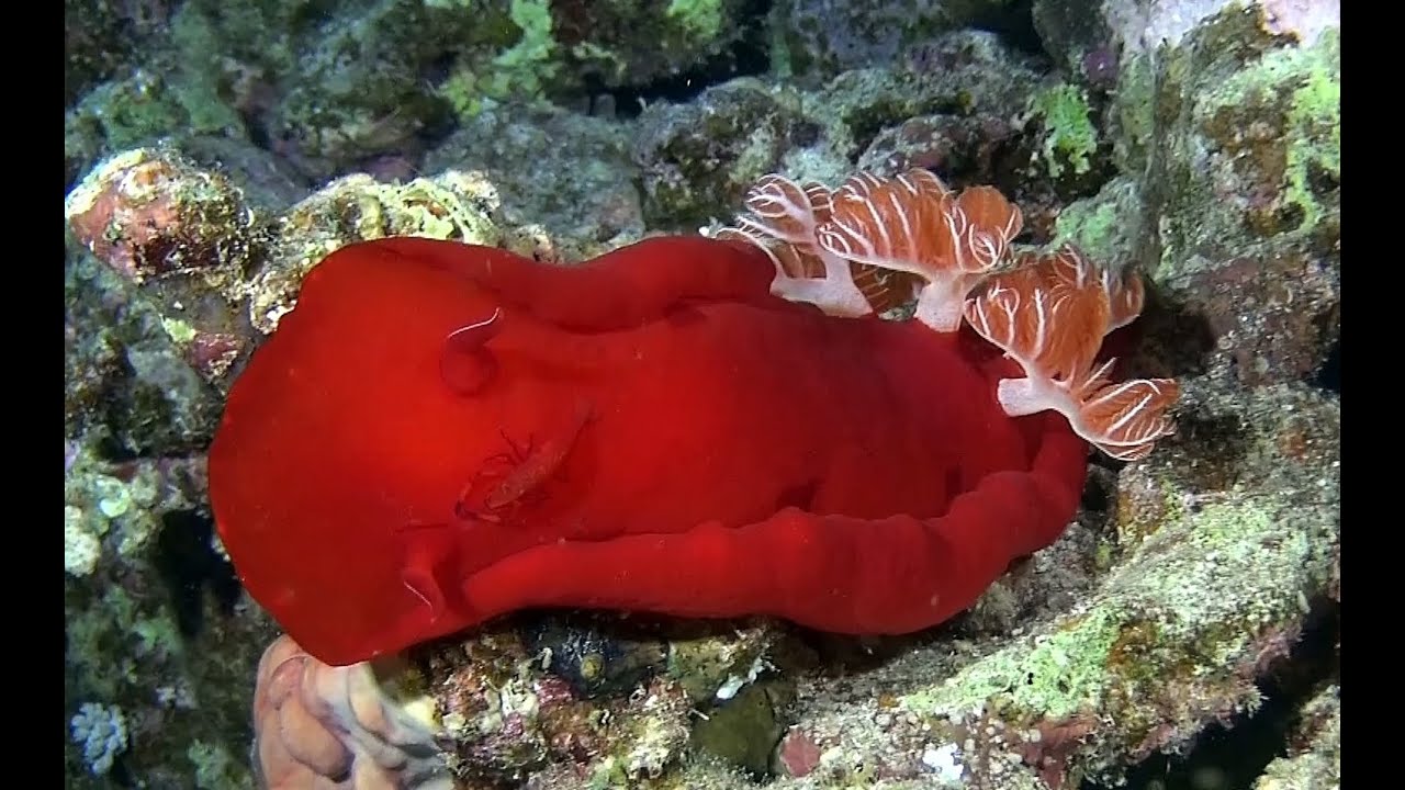 Red Sea Egypt Marsa Alam, Oasis Dive Resort