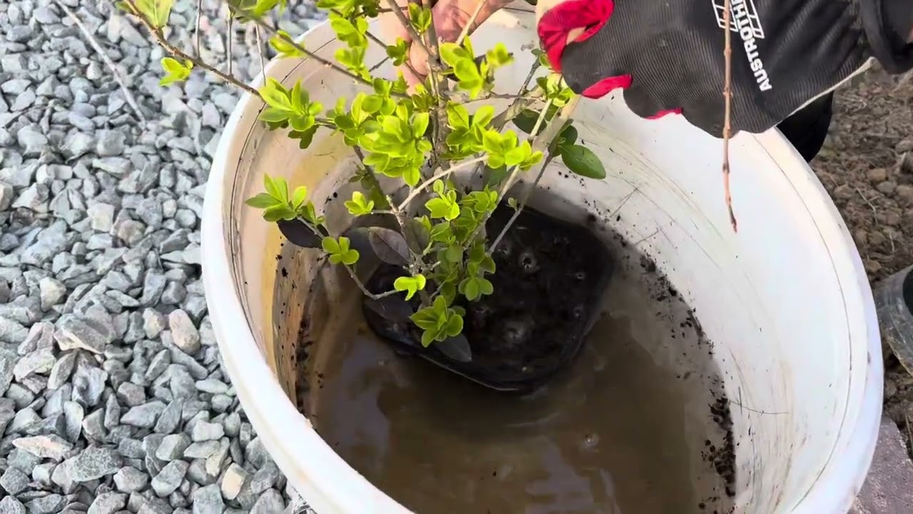 Sövény telepítés (fagyalból)