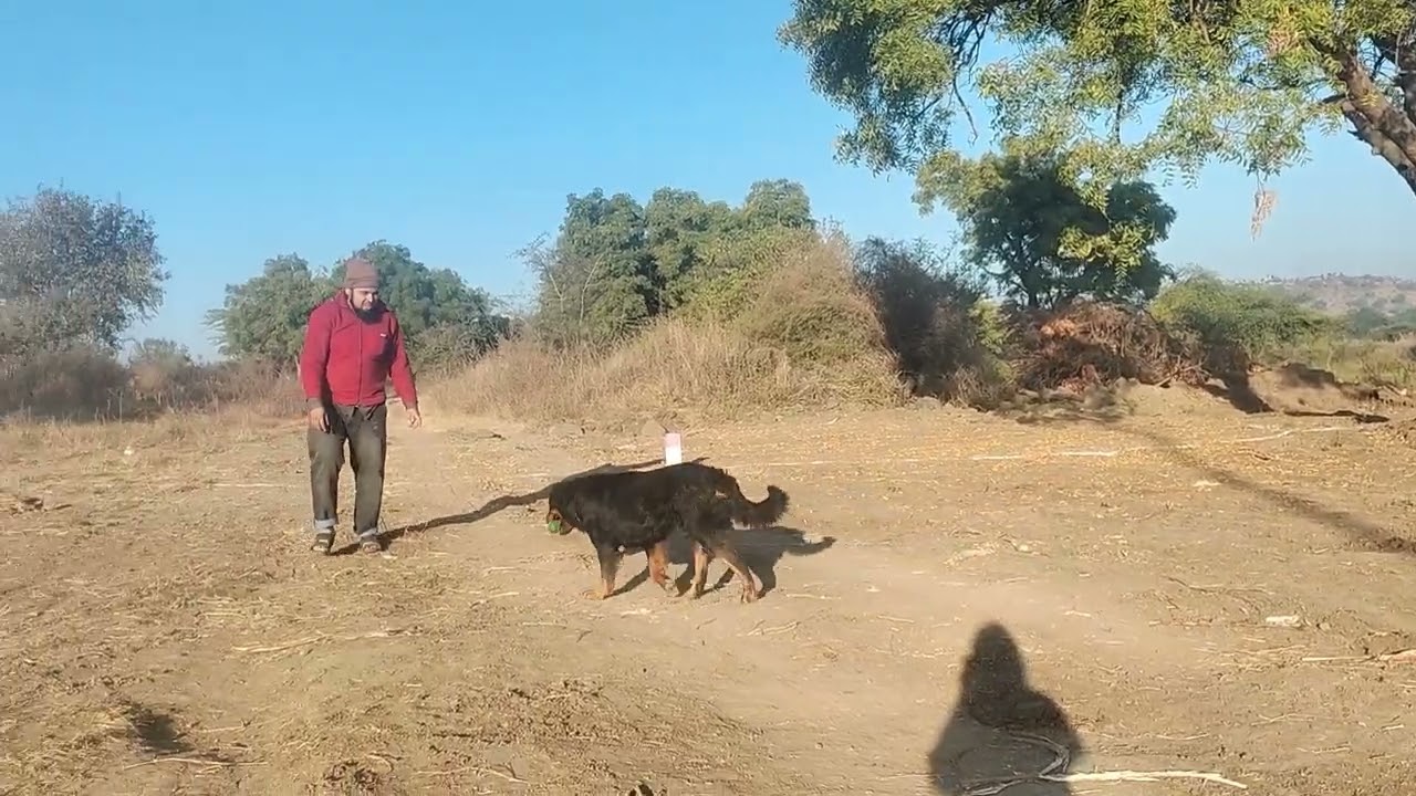 Rottweiler dog playing with children 