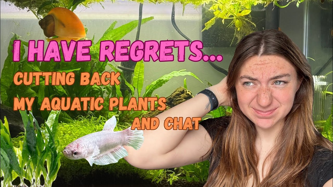 Cutting back my plants | 10 Gallon planted aquarium