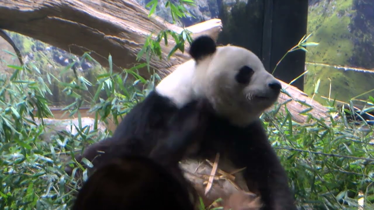 上野動物園のジャイアントパンダ「シャオシャオ」「レイレイ」、最終観覧のようす（2026年1月25日撮影）