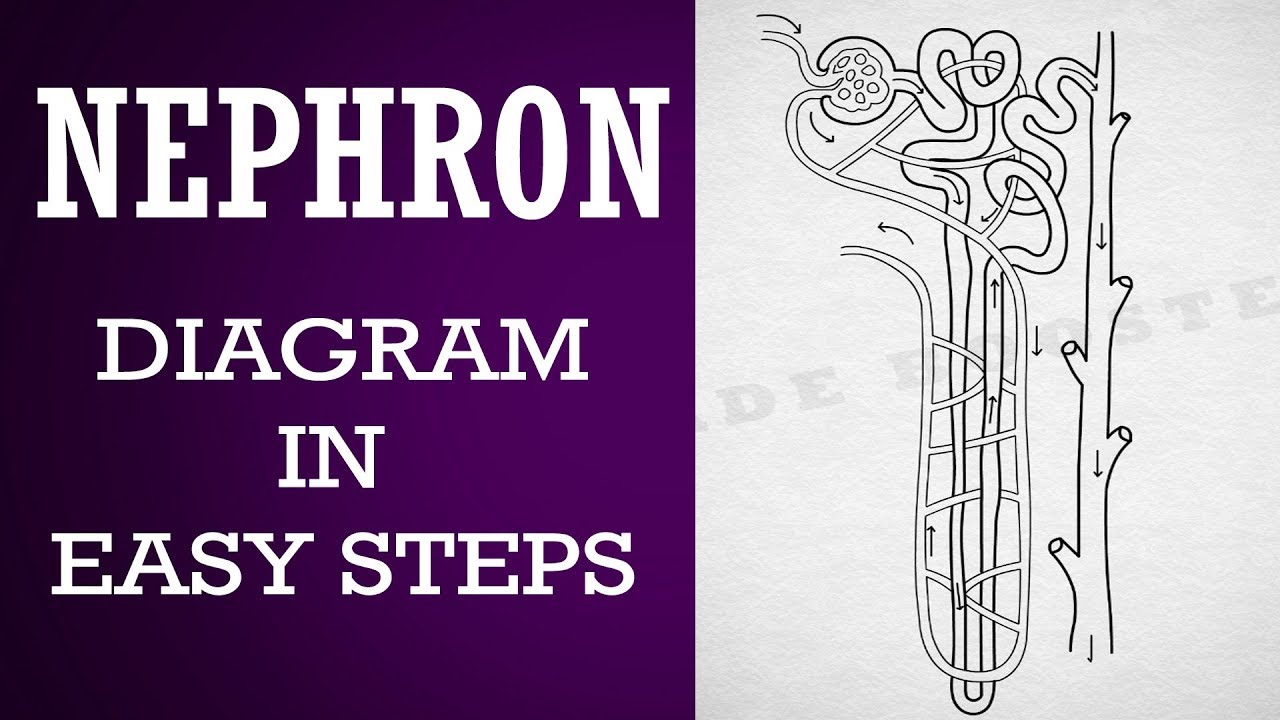 How to draw #nephron diagram in easy steps |10th | Biology |Science | CBSE syllabus | NCERT class 10
