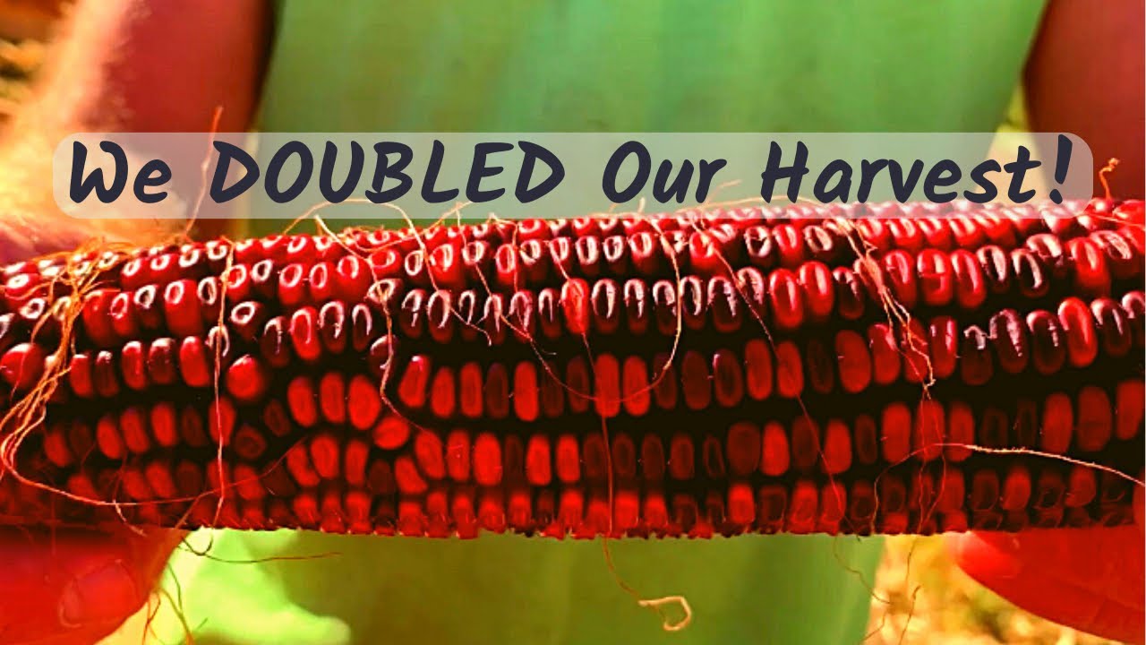 Guide to Saving Seed from Heirloom Corn for your BEST Harvest!