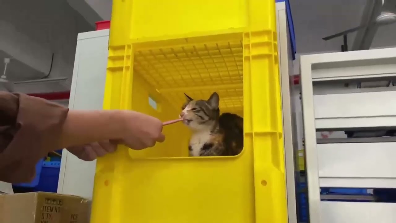 LOOK!Little surprise in the open box 