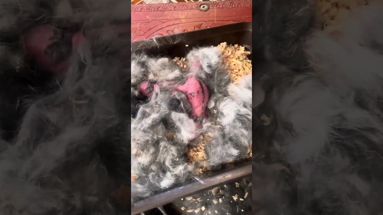 كيف أتعامل مع ولادة حديثة عند الأرنب