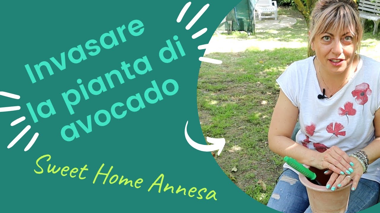 Come invasare la pianta di avocado