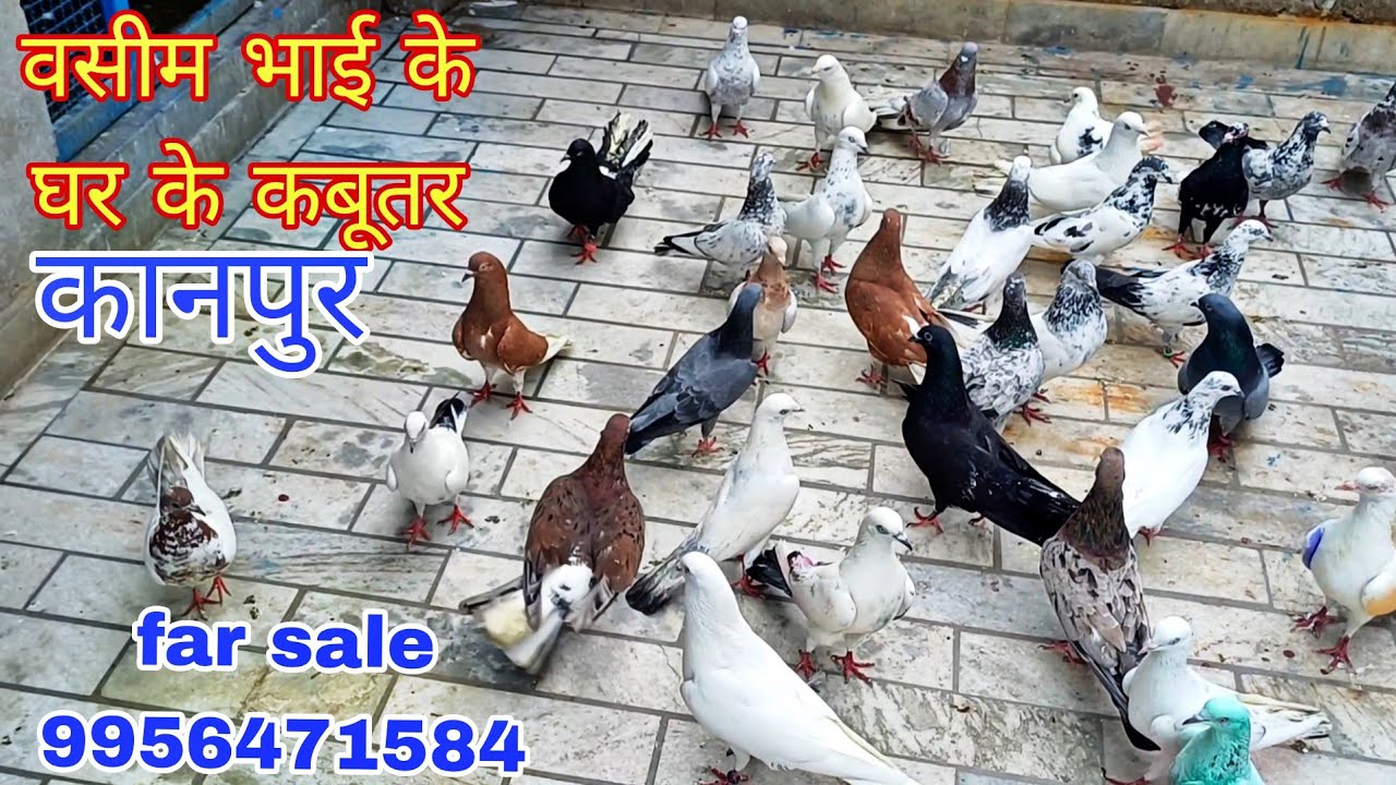 वसीम भाई का घर का कबूतर  1No. kabutar sale ke liye 8601712365  #youtube #trending