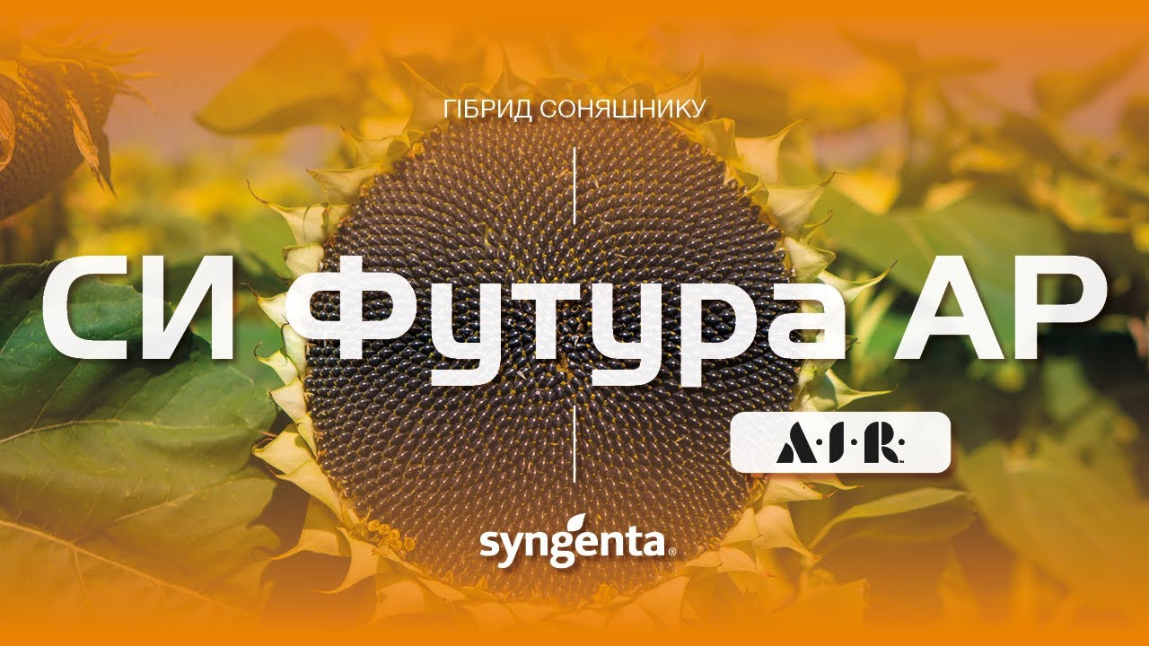 Гібрид соняшнику СИ Футура АР 🌻
