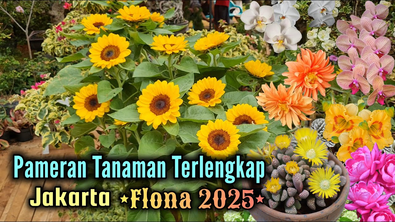 Pameran Tanaman Terlengkap di Jakarta | Tanaman Viral Hingga Tanaman Langka Ada Di Sini !!