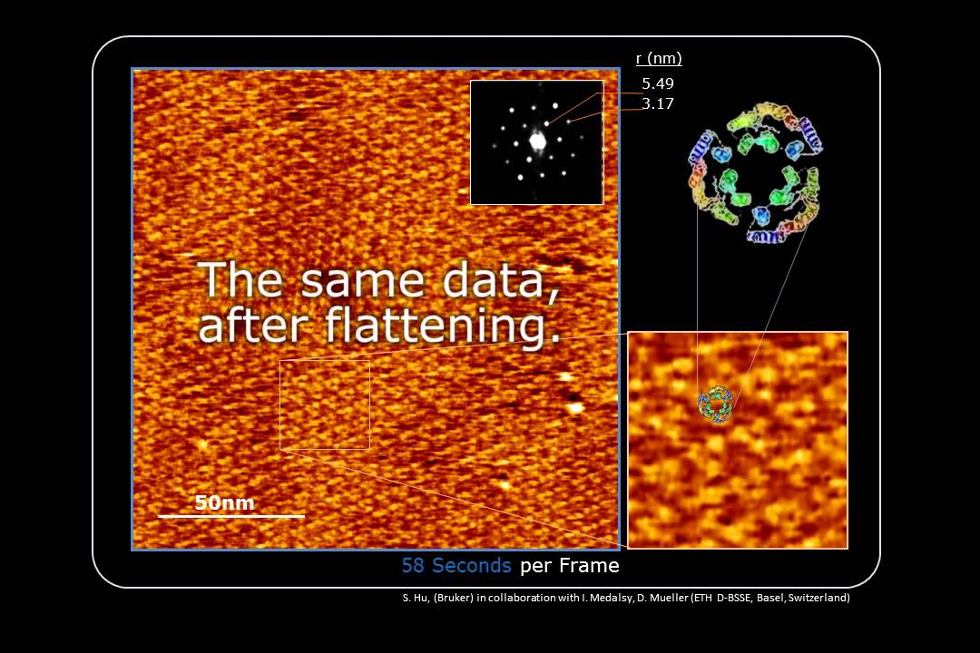 Bacteriorhodopsin imaging with Bruker Dimension FastScan and Peak Force Tapping