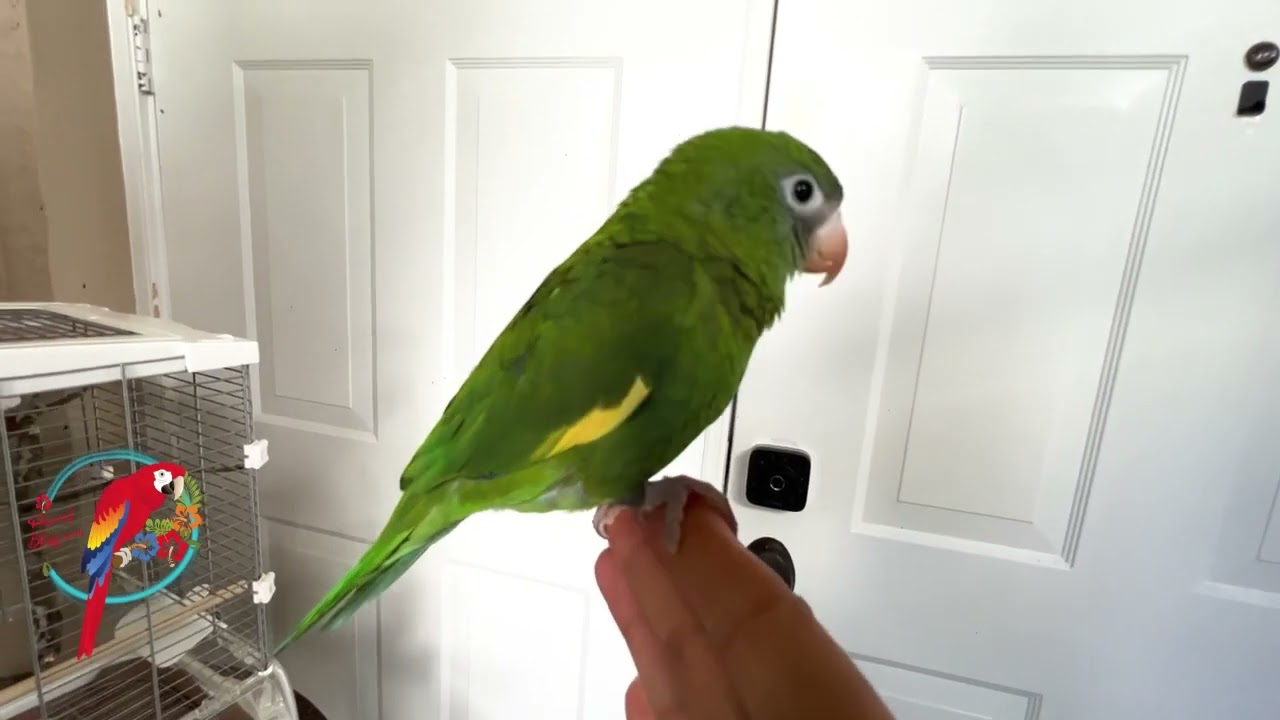 What New Parrot Knocked On My Door? #Parrot_Bliss #Parrot #BeeBee_Parrot