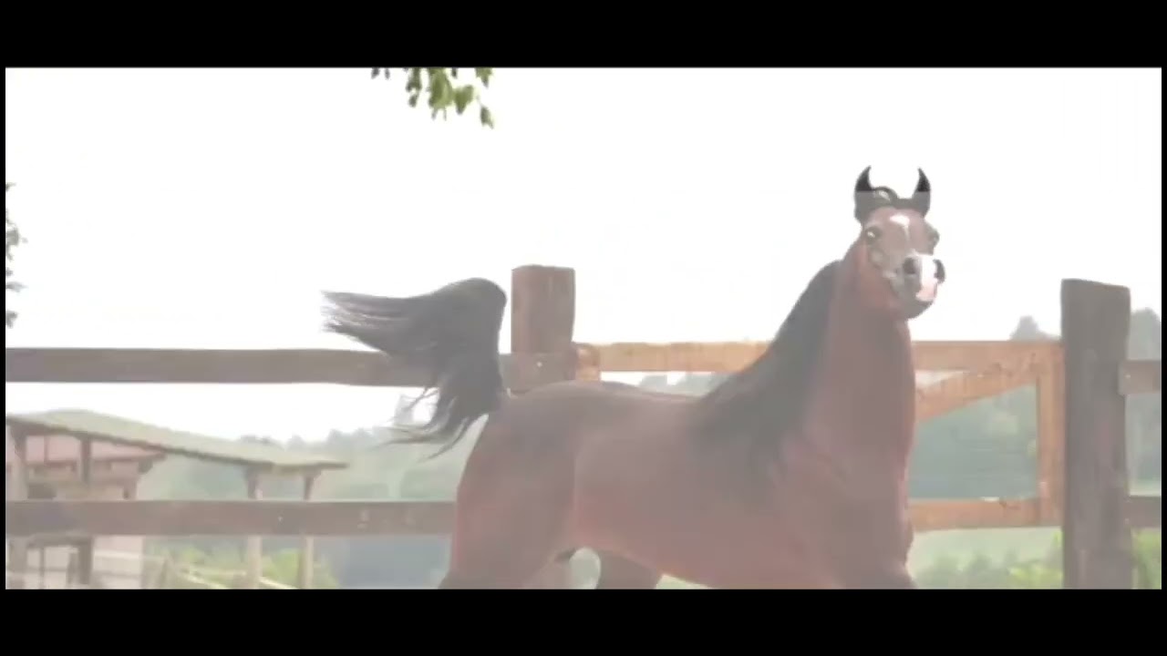 Ajman moniscione the best stallion born and bread in Italy in last 10 years and 3 of his best son
