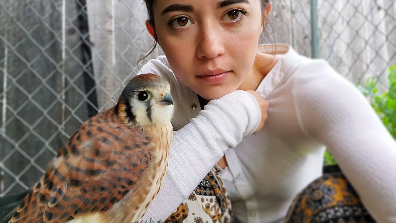 how I lost my falcon for 20 hours