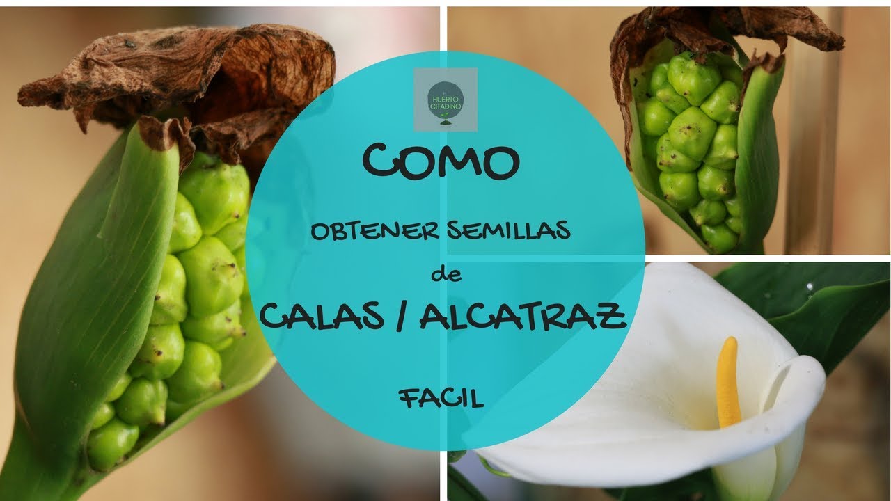 APRENDE A COMO OBTENER SEMILLAS DE CALAS O ALCATRAZ FACILMENTE || POLINIZACION MANUAL