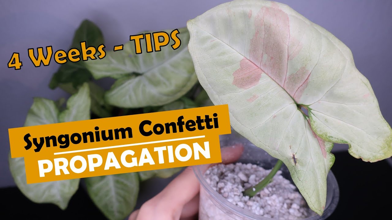Syngonium Confetti Propagation | Tips & Tricks! | Plantkins