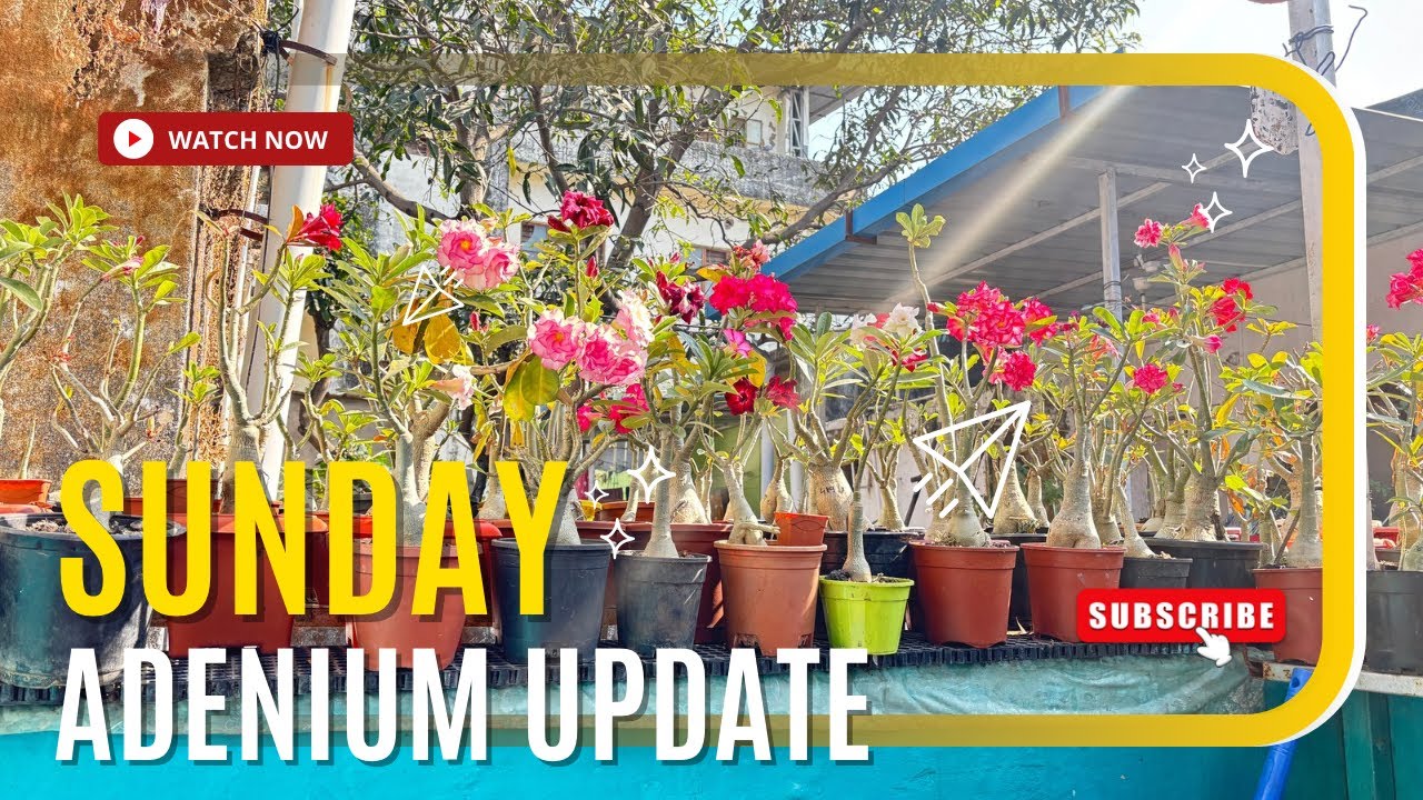 sunday adenium update 