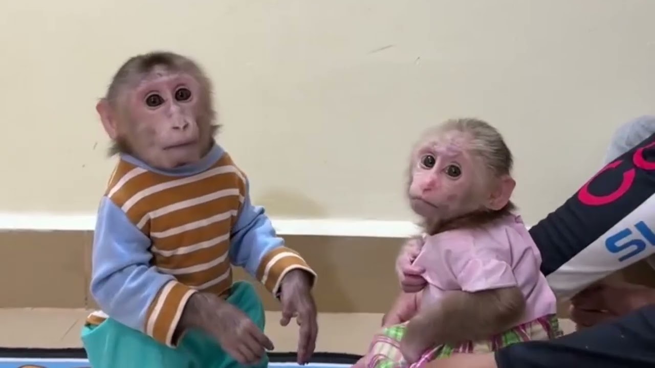 Funny Monkey Videos Ep65#lovely #cute #adorable #newborn #animals  #obedient #monkey#cat #duet