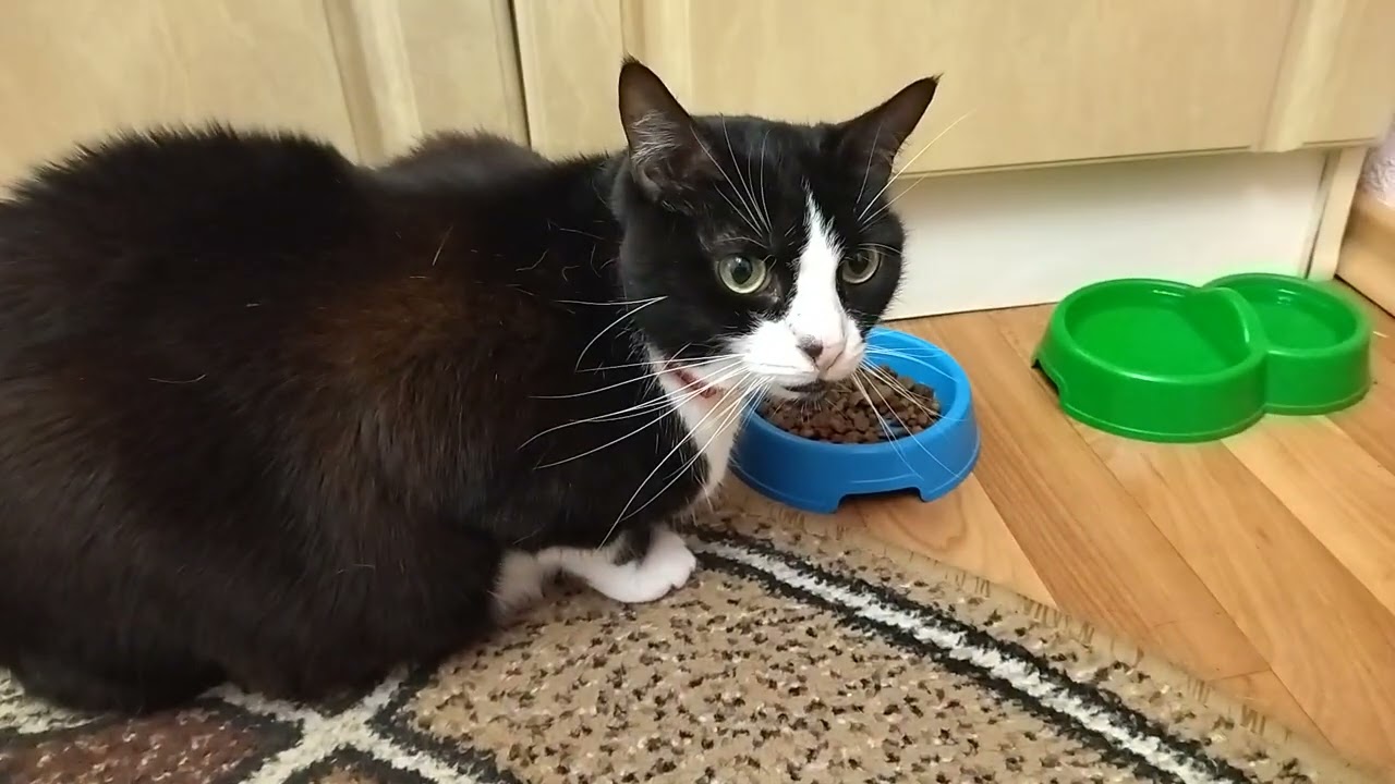 Katya the Cat's Favorite and Warm Place is the Stabilizer