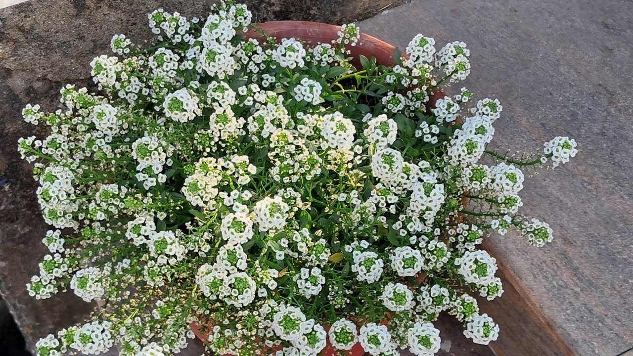 Rinar Rokomari is live. good evening