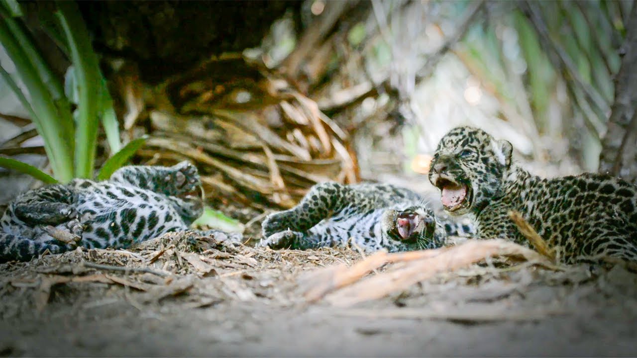 Re-wilding Orphan Jaguar Cubs | Close Encounters | BBC Studios