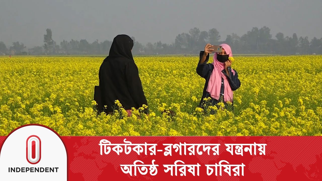 Destruction after seeing beauty, farmers in trouble due to TikTokers | TikToker | Independent TV