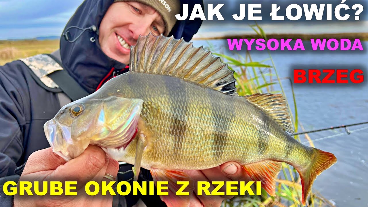 ŁOWIĘ GRUBE OKONIE na LEKKI SPINNING z RZEKI (PZW) | Jak ZROBIĆ zestaw i jak ŁOWIĆ | Listopad 2023
