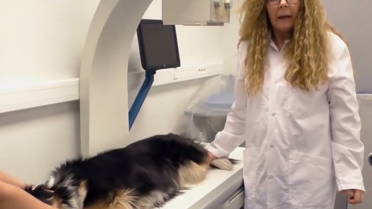 Positionner le chien pendant la radio : extrait de la formation
