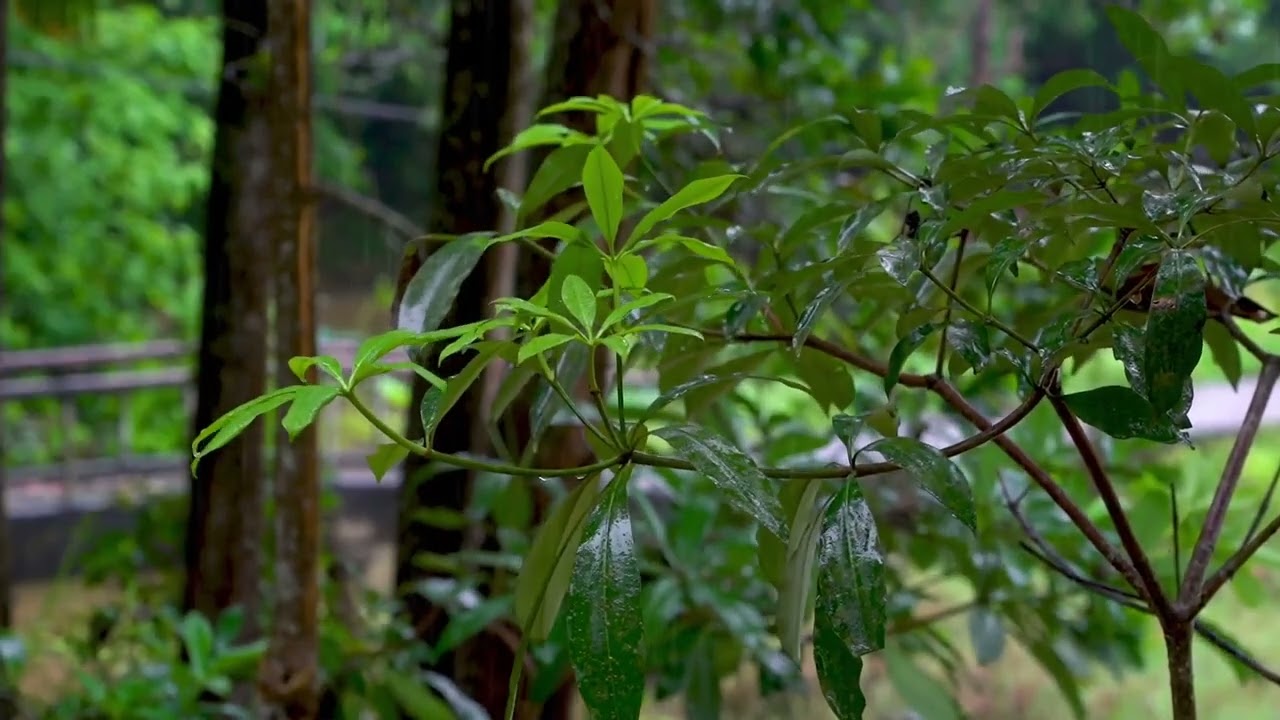 숲속 잎사귀에 떨어지는 잔잔한 빗소리 🌧 마음 안정·깊은 숙면·공부 집중을 돕는 자연 치유 레인 ASMR