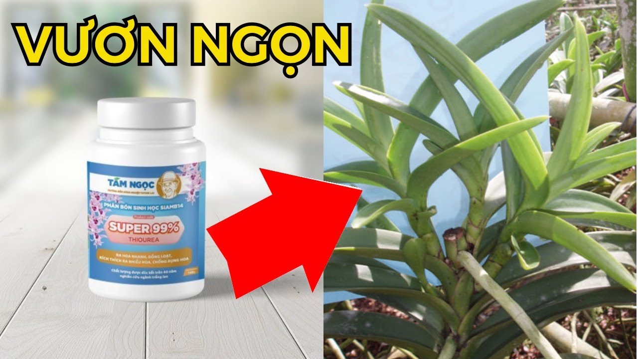 SUPER 99: CHỐNG THẮT NGỌT PHONG LAN