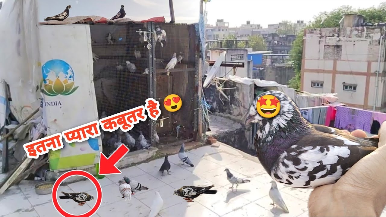 New Kabutar Ki Entry Ho Gyi😍👀 || Aj Tk Esa Kabutar Kabhi Nhi Dekh🫣