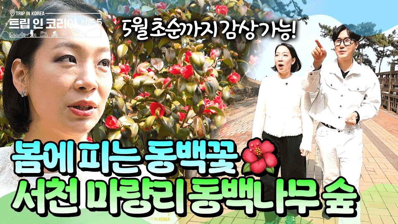 한국에서 가장 늦게 피는 동백꽃 🌺 서천 동백정에 발견한 동생의 흔적?! #신성 #서천 #서천여행 | 트립인코리아5 서천 편