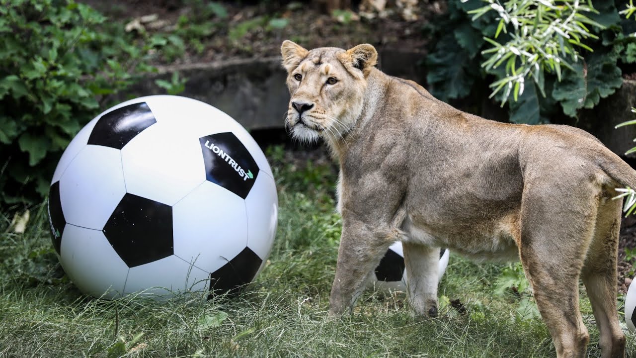 London Zoo’s lioness gets behind the Lionesses