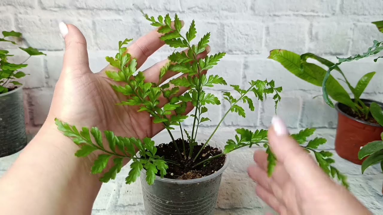 И снова мои красавчики папоротники!