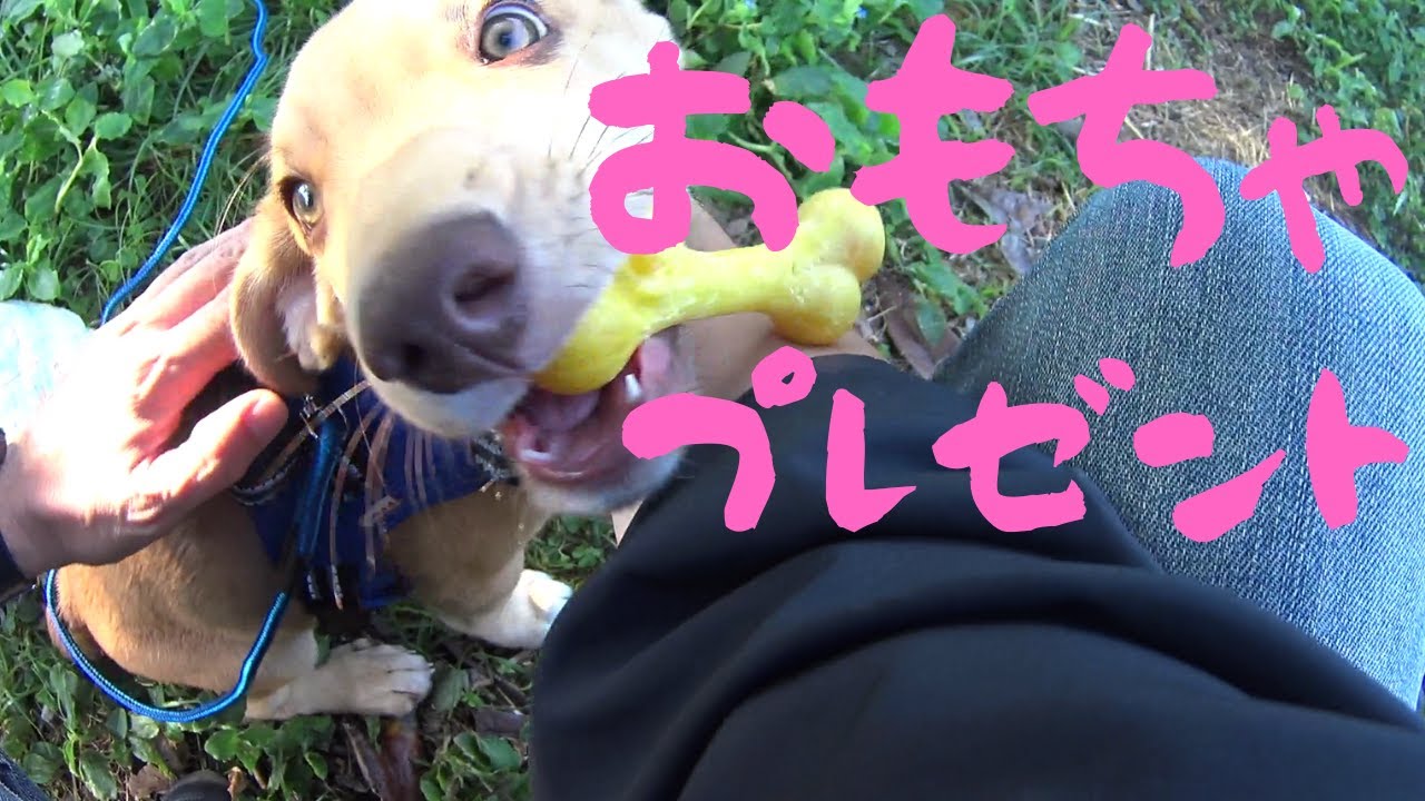 【捨犬保護】おもちゃゲットは突然に
