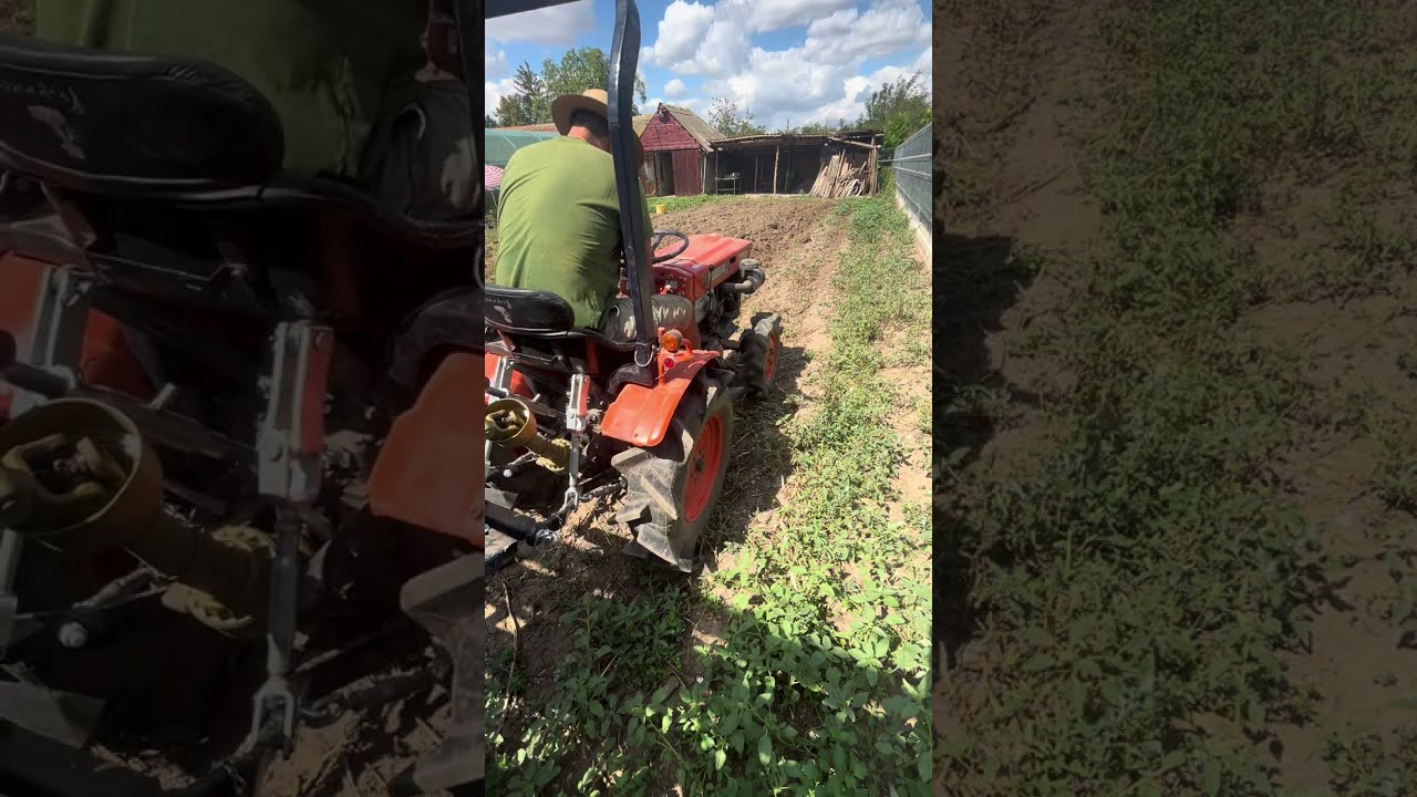 harvesting potatoes with a machine for a cultivator